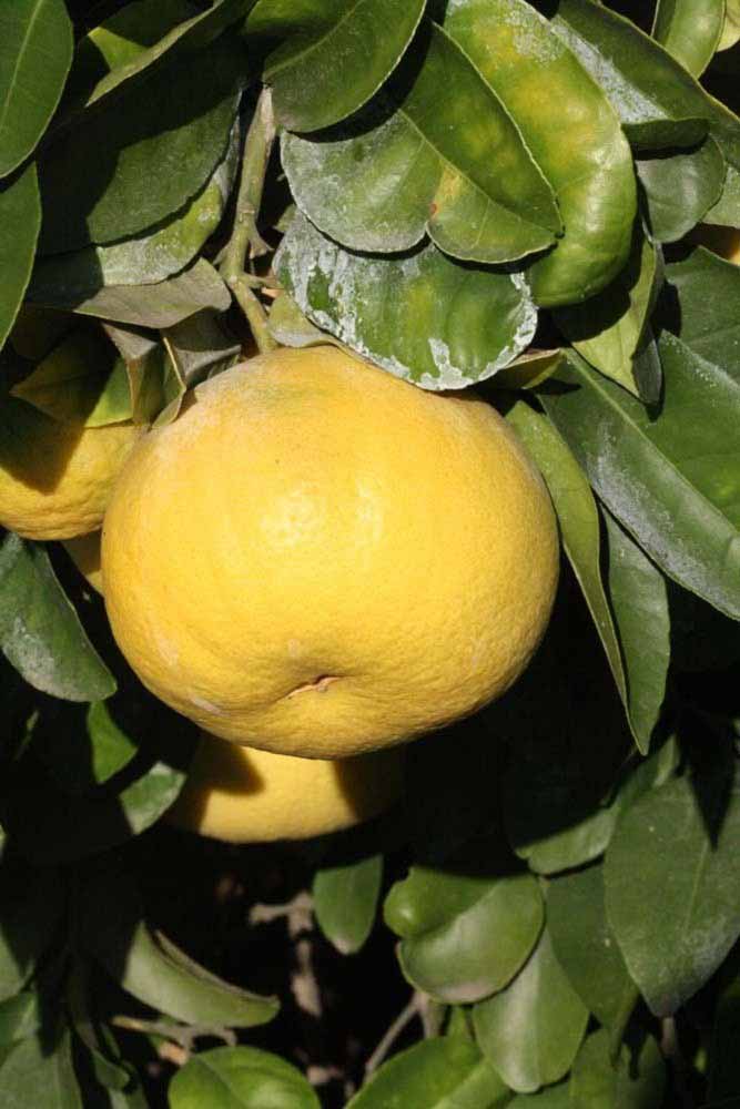            Fruit (Riverside, CA)   